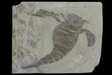 Eurypterus (Sea Scorpion) Fossil - New York #173023-1